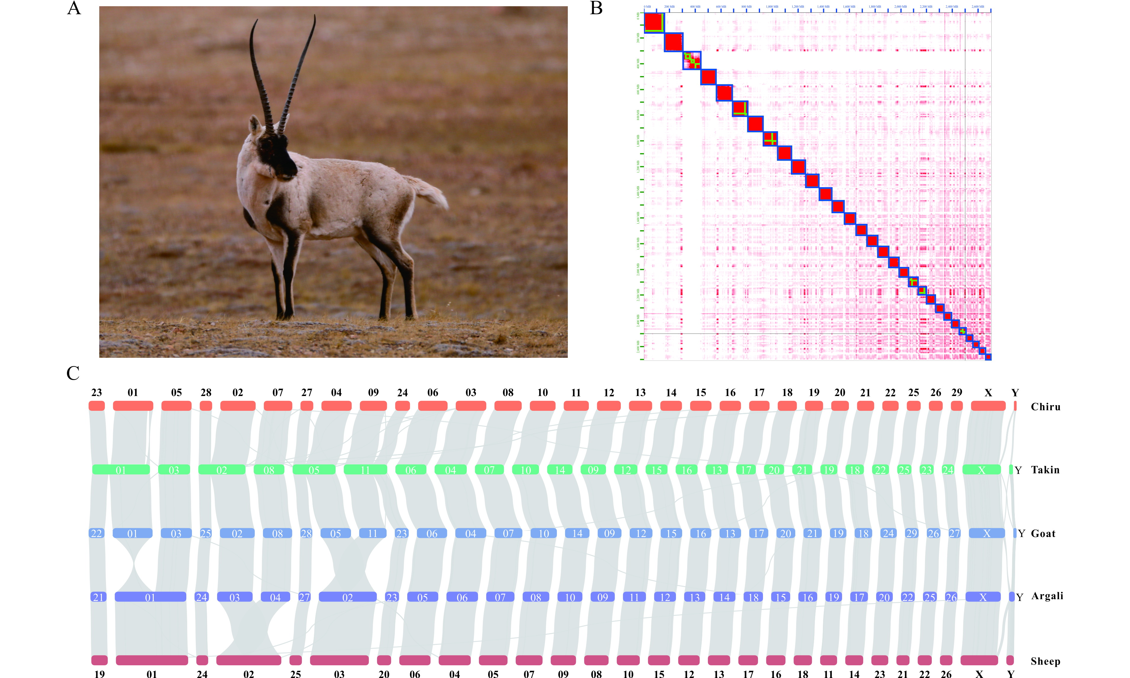 西北高原所发表藏羚首个染色体水平的高质量基因组