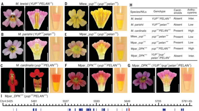 实验室与Yao-wu YUAN实验室合作在Science发表论文揭示猴面花中一个经典物种形成位点的分子调控机制