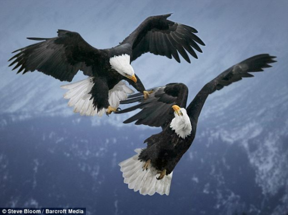 两只秃鹰在阿拉斯加州半空中相互攻击