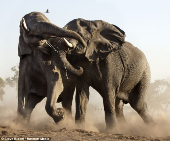 两只非洲象为了至高无上的权利，在博茨瓦纳萨谬提沼泽区展开激战