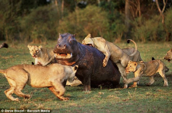 在肯尼亚马赛玛拉，一只无助的河马遭到一群狮子围攻
