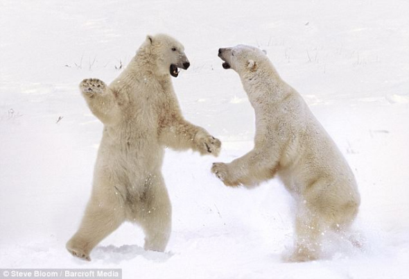 两只北极熊在加拿大马尼托巴湖丘吉尔角相互攻击