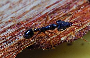 适应高山缺氧环境的蚂蚁