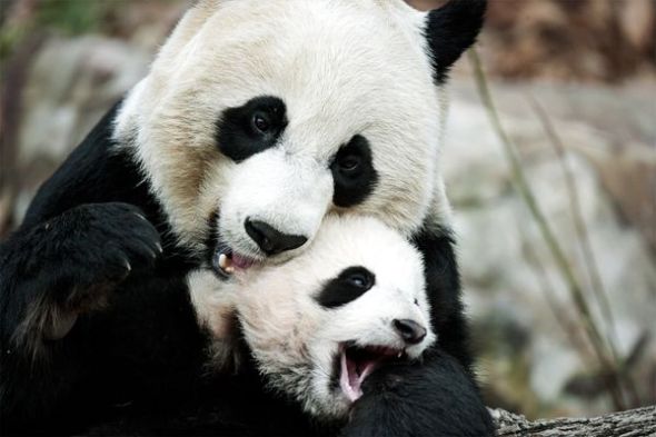 动物界最不称职母亲大熊猫妈妈只生不养图