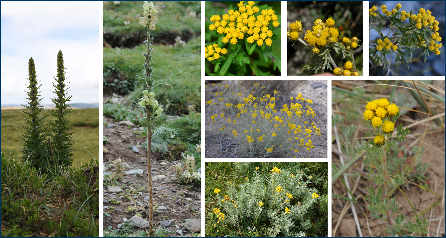 青藏高原植物适应与进化研究团队在亚菊属系统发育研究中取得新进展